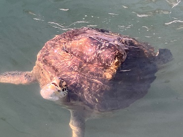 God has asked us to care for all creation