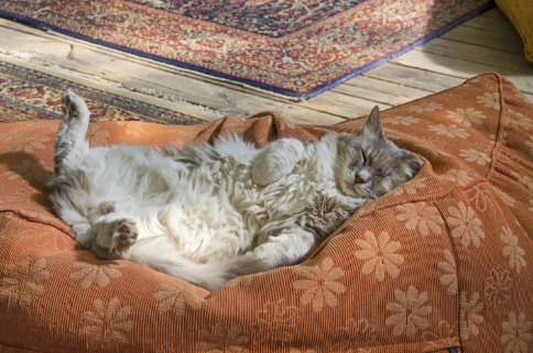 Contentment